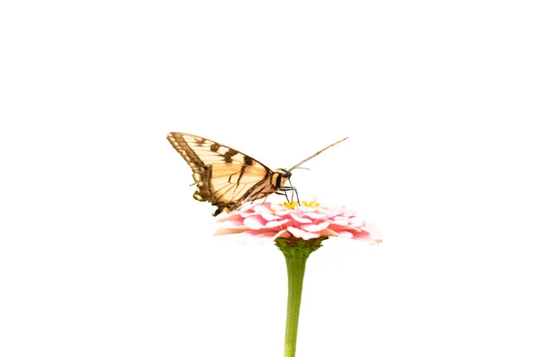 Mariposa Swallowtail Flores Brillantes Jardín Isolate Blanco — Foto de Stock