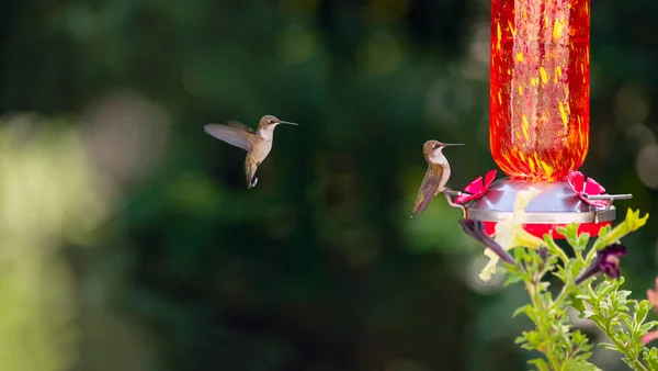Sinekkuşu Içme Kabından Içer Bir Bahçede Uçar — Stok fotoğraf
