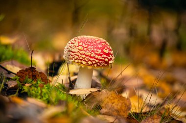  Sonbahar ormanında mantar kırmızısı, agarik sineği. Zehirli mantar, Amanita muscaria
