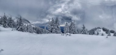 Dağlardaki kış ormanlarının panoramik fotoğrafı. Tepeden tırnağa beyaz ağaçlarla kaplı firavun ağaçları ve dramatik bir gökyüzü..