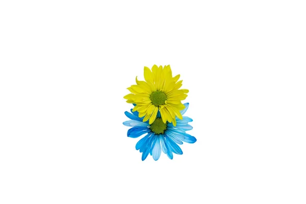 Хризантема Цветы Виде Ромашки Желтый Синий Изолировать Белом — стоковое фото