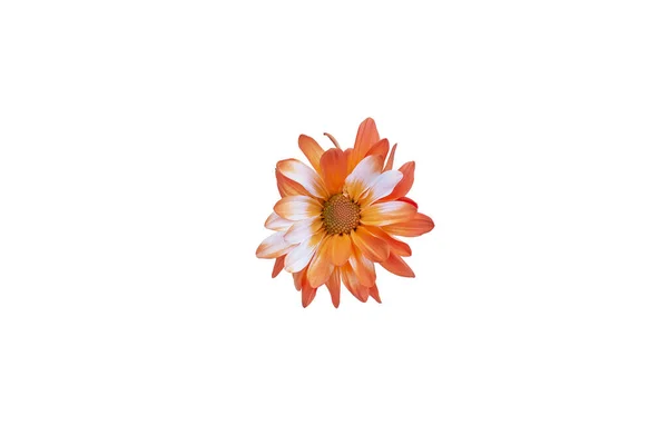 Квіти Хризантеми Вигляді Ромашки Помаранчевий Колір Ізольовані Білому — стокове фото