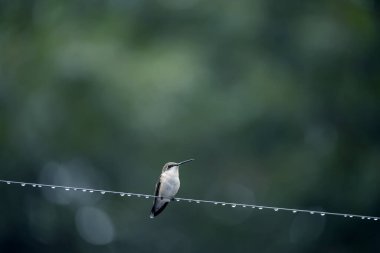 Sinekkuşu, doğal bir bahçe arka planına karşı yağmurdan sonra damlalarla telin üzerinde..