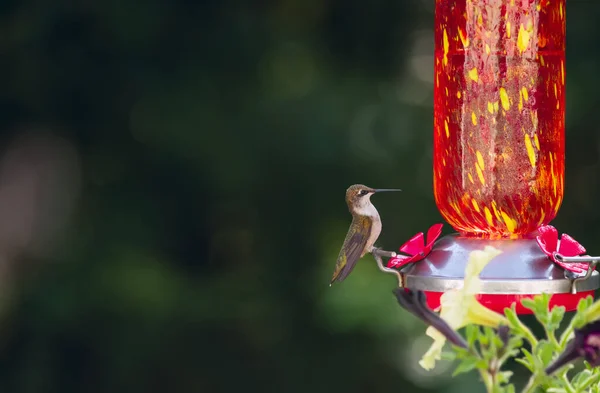 Hummingbird Fågel Dricker Vatten Från Dricksskål Trädgård — Stockfoto