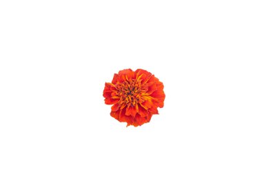 Turuncu Çernobil Çiçeği. MariGold çiçeği. Beyazı izole et. kullanılabilir PNG seçeneği