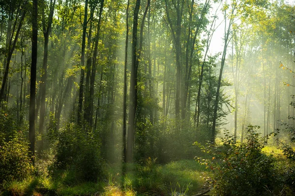 Nadelwald Frühen Morgen Die Sonnenstrahlen Filtern Durch Die Äste Und — Stockfoto