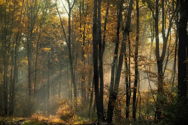 Podzimní Les Časně Ráno Sluneční Paprsky Pronikají Větvemi Mlhou — Stock fotografie