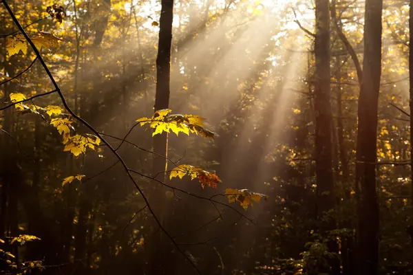 Ветка Последними Листьями Осеннем Лесу Лучах Утреннего Солнца Туманной Дымке — стоковое фото