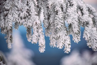 Karla kaplı ladin dalları mavi gökyüzüne karla kaplı..