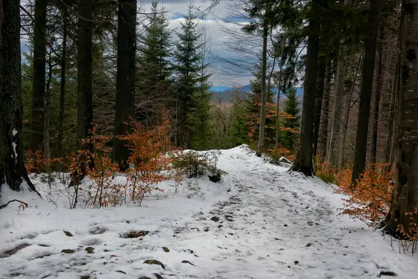 Dağlardaki bir kış ormanında yol.