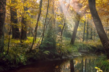 Nehir olan karanlık bir orman ve ağaç dalları arasında ışık huzmeleri. Doğallık atmosferi ve biraz da gizem. Karanlık doğalcılık
