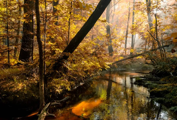 Temný Podzimní Les Řekou Paprsky Světla Mezi Větvemi Stromů Atmosféru — Stock fotografie