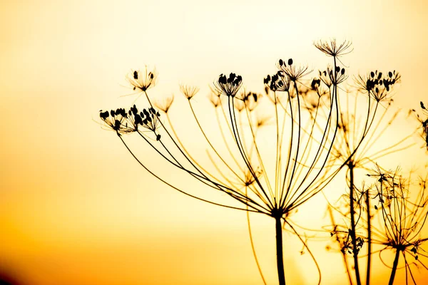 Dill infloresans ve tohumlar. Gün batımına karşı bir bitkinin silueti. Sonbahar hasadı.