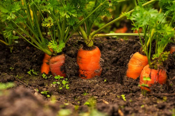 Καρότα Μεγαλώνουν Στο Έδαφος Φυσική Πραγματική Εμφάνιση Των Λαχανικών Στο Royalty Free Φωτογραφίες Αρχείου