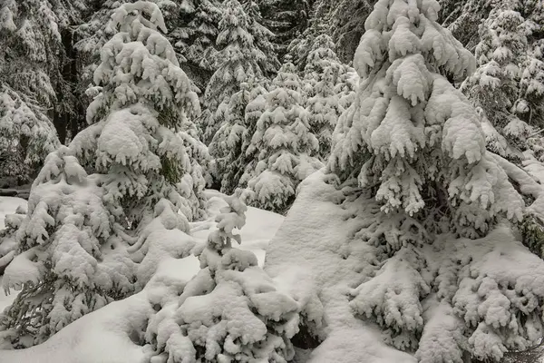 Χειμερινό Δάσος Ελάτης Καλυμμένο Αφράτο Χιόνι — Φωτογραφία Αρχείου