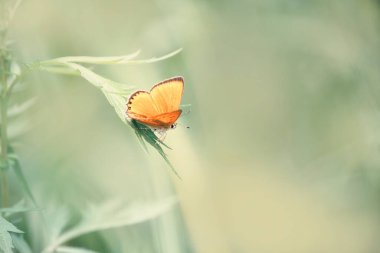 Yumuşak odaklı sanatsal nazik fotoğraf. Yeşil yapraklı kırmızı kelebek.