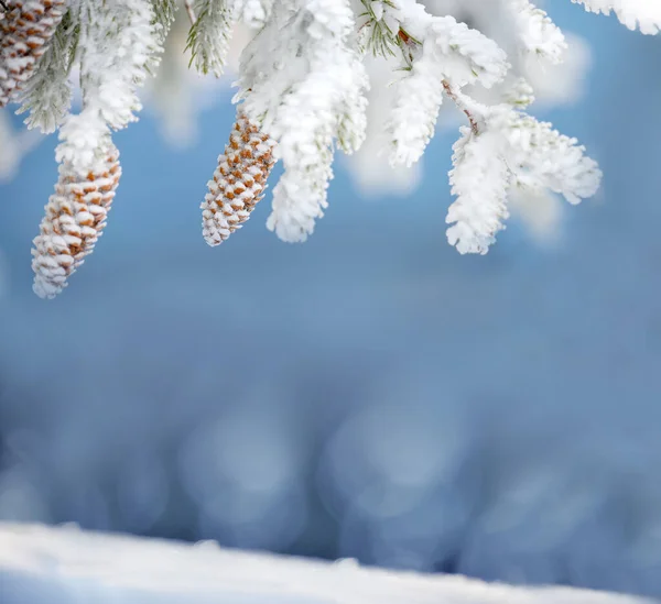 新年のクリスマスの背景 青い冬の背景にコーンを持つファイアーブランチ 素晴らしい冬の雰囲気 ストック画像