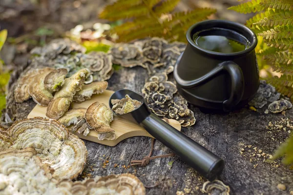 Mushroom coffee  superfood. mushroom coffee with Turkeys tail, Trametes versicolor mushrooms. A cup of coffee and mushrooms on a natural background in the forest  Healthy organic energizing adaptogen