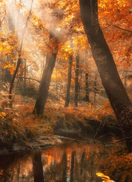 Mörk Höstskog Med Älv Och Ljusstrålar Genom Trädgrenar Atmosfär Naturlighet — Stockfoto