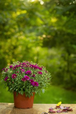 Sonbahar çiçekleri bahçedeki bir tencerede şarap kasımpatısı.