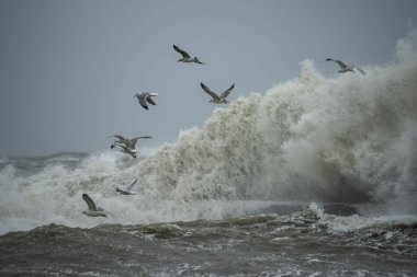 Fırtınalı dalgalı deniz. Spreylerde büyük bir dalga ve martılar..