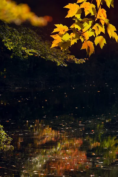 秋天阳光明媚的早晨 湖面上 秋树在水中的倒影和柔和的阳光 叶红黄相间 — 图库照片