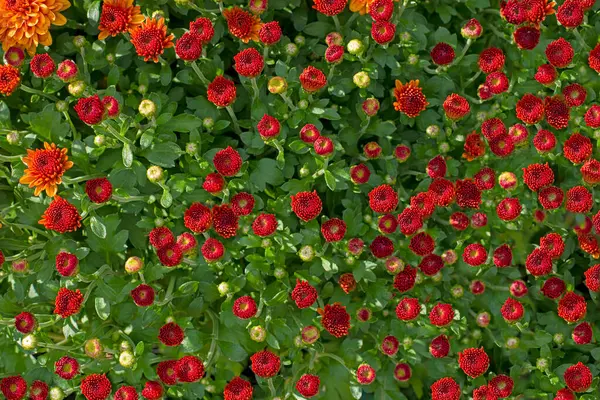 Naturalne Jesienne Tło Czerwonych Chryzantemy Kwiaty Widok Góry Płaski — Zdjęcie stockowe