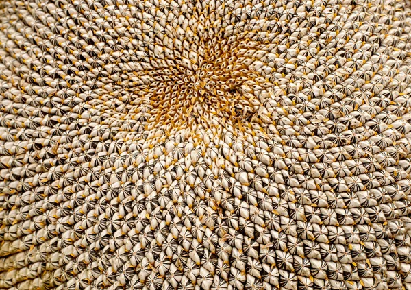 natural background from sunflower seeds. Natural pattern of sunflower seeds.