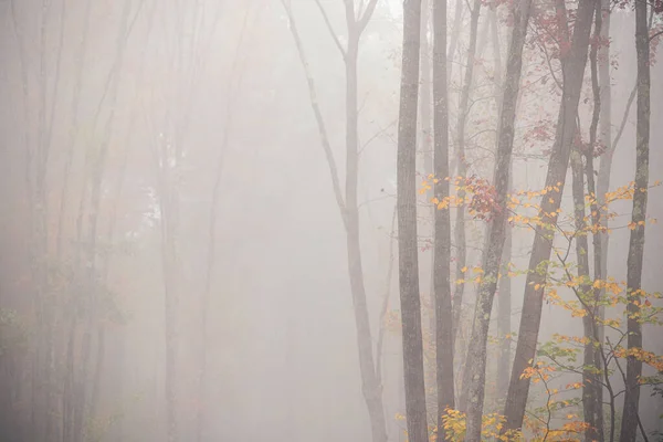 Minimalistyczny Krajobraz Jesiennego Lasu Gęstej Mgle Artystyczne Zdjęcie Ukryta Mgła — Zdjęcie stockowe