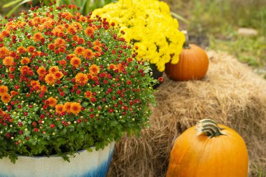   Krizantem çiçekleri anneler ve balkabağı.