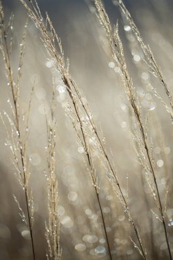 Erimiş buz damlalarının içinde çimen kulakları. Doğal güzel arka plan.