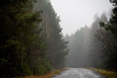 Sisli bir ormanda asfalt çöl yolu. Sıkıcı hüzünlü sonbahar yolu.