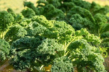 Kale yeşili yapraklar. yakın plan