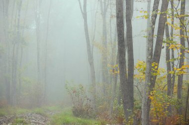 Yoğun sisli bir sonbahar ormanının minimalist manzarası. Sanatsal fotoğraf. Sonbahar yapraklı saklı sis ve dallar