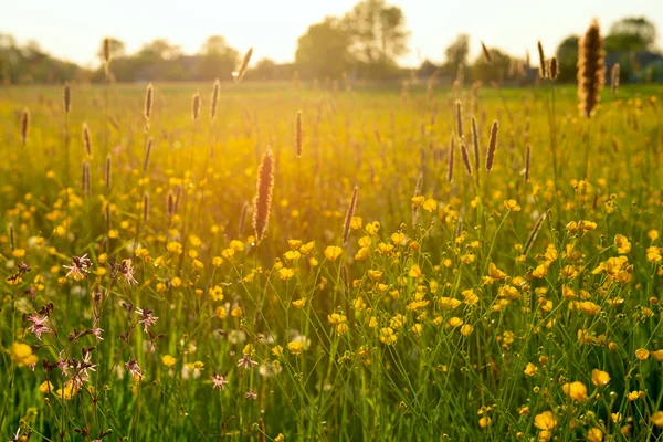 明るいフィールド黄色い花バターアップのメドウ春の日 ストック写真