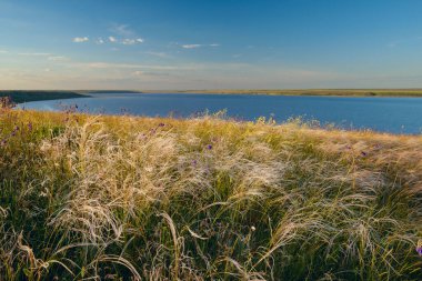 Baharda, göl kıyısında çiçek açan tüy çimenleri..