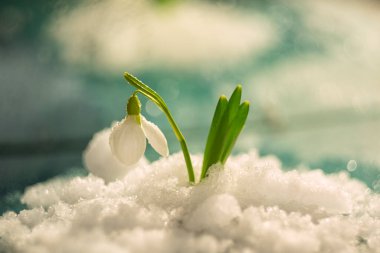 Erimiş karda çiçek çuha çiçeği. Pırıl pırıl parlayan sanatsal bir fotoğraf..