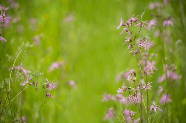 Güneşli bir sabahta yemyeşil bahar çimlerinde narin leylak kır çiçekleri