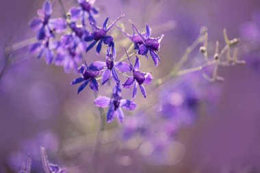 Çayırda sabahın erken saatlerinde çiy damlalarında bahar leylağı çiçekleri. Yakın plan.