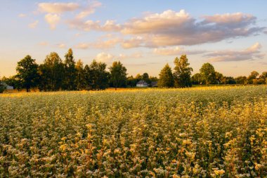 Kırsalda çiçek açan beyaz karabuğday tarlaları. Karabuğday.