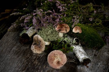 Ahşap bir arka planda doğal orman detayları - yosun, russula mantarları ve fundalık. orman hala hayat.