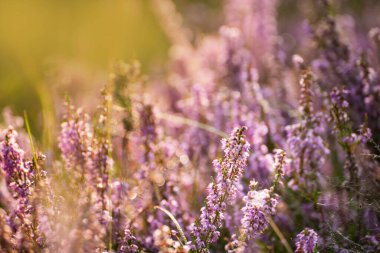 Vahşi leylak fundalığının yemyeşil çiçeği ormanda..