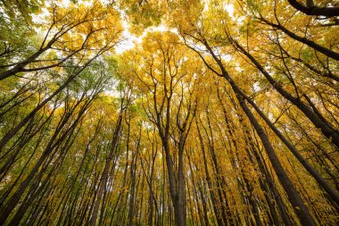 Sarı ağaçlı ve güneşli bir sonbahar parkı. İlginç bir atış açısı..