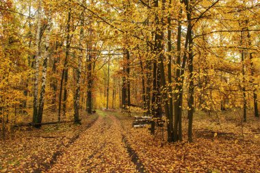 Sonbahar ormanında toprak yol. Parlak sarı ağaçlar