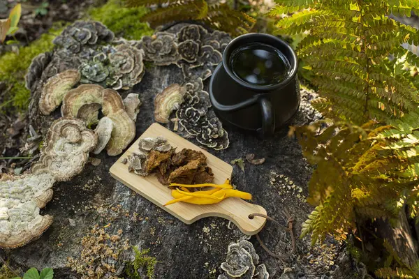 Mushroom coffee superfood. mushroom coffee with Turkeys tail, Trametes versicolor mushrooms. A cup of coffee and mushrooms on a natural background in the forest Healthy organic energizing adaptogen