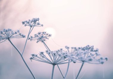 Ayaz mevsiminde narin çiçekler. Yumuşak leylak, soğuk, doğal kış arkaplanı. Temiz havada güzel bir kış sabahı. Yumuşak odak.