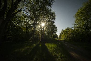 Gece fotoğrafı. Dolunaydan gelen parlak ışık ara sokakta yeşil ağaçların arasında ve yıldızlı gökyüzünde.