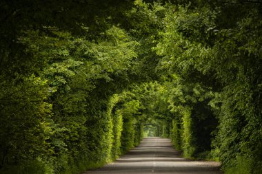 Ağaç dallarından yapılmış yeşil tünel kemeri ve dar ıssız bir yol..