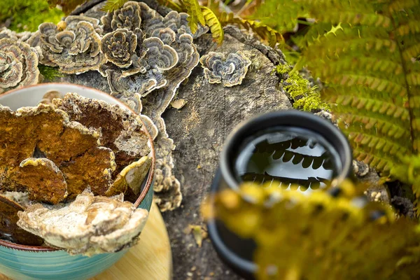 Chaga and Turkeys tail, Trametes versicolor mushroom. Mushroom coffee chaga superfood. Dried mushrooms and and a cup of coffee. Healthy organic energizing adaptogen, endurance boosting food ...