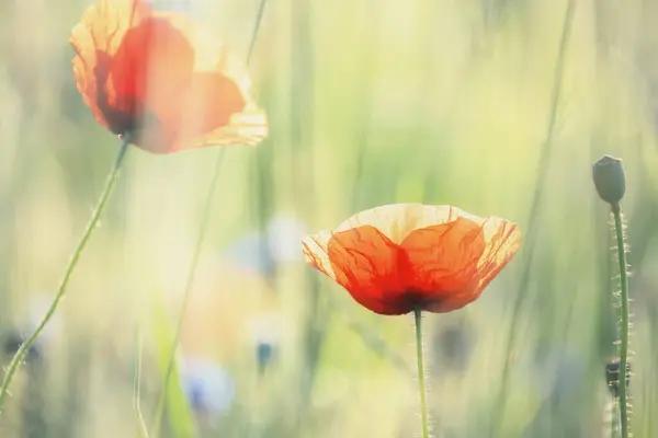 美しい赤いポピーは日光で花を咲かせています 柔らかいトーンを持つ野生の花の芸術的な写真 ロイヤリティフリーのストック画像